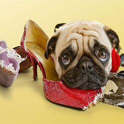 How To Train Your Dog Not To Chew